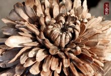 花红玉透 鸡血红菊花石-菊花石艺术品
