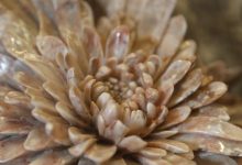 不同产地的菊花石区别-菊花石艺术品